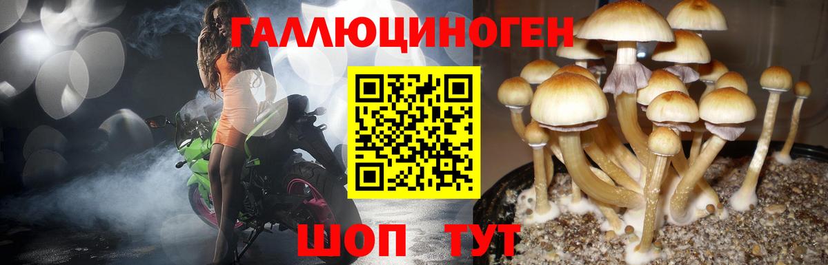 Псилоцибиновые грибы Psilocybe  Вход с VPN  Черногорск  Псилоцибиновые грибы Psilocybe 